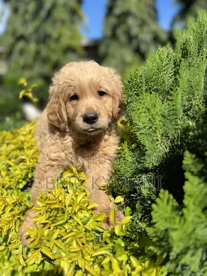 1-3 months Female Purebred Golden Retriever