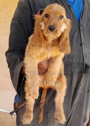 1-3 months Male Purebred Cocker Spaniel