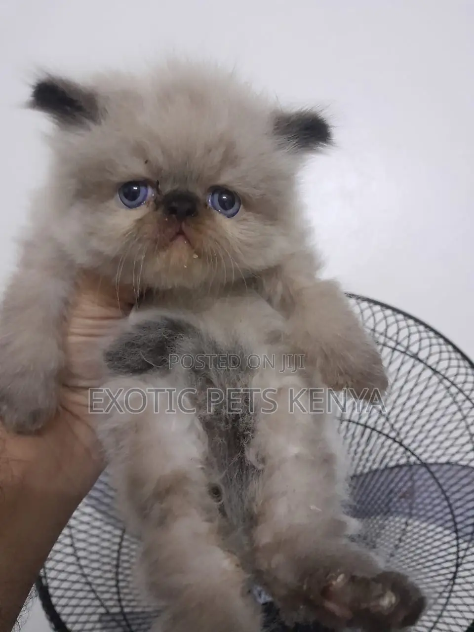1-3 months Male Purebred Himalayan