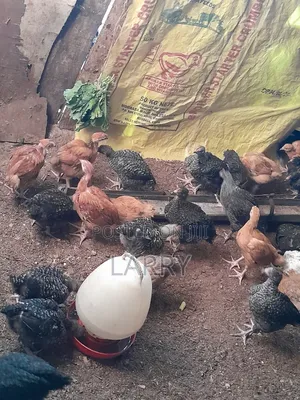 Kenbro F1 Chicken