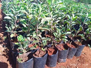 Apple Seedlings