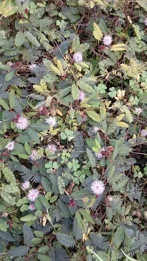 Mimosa Pudica - The Sensitive Plant Seedlings -Moq 1O Pieces