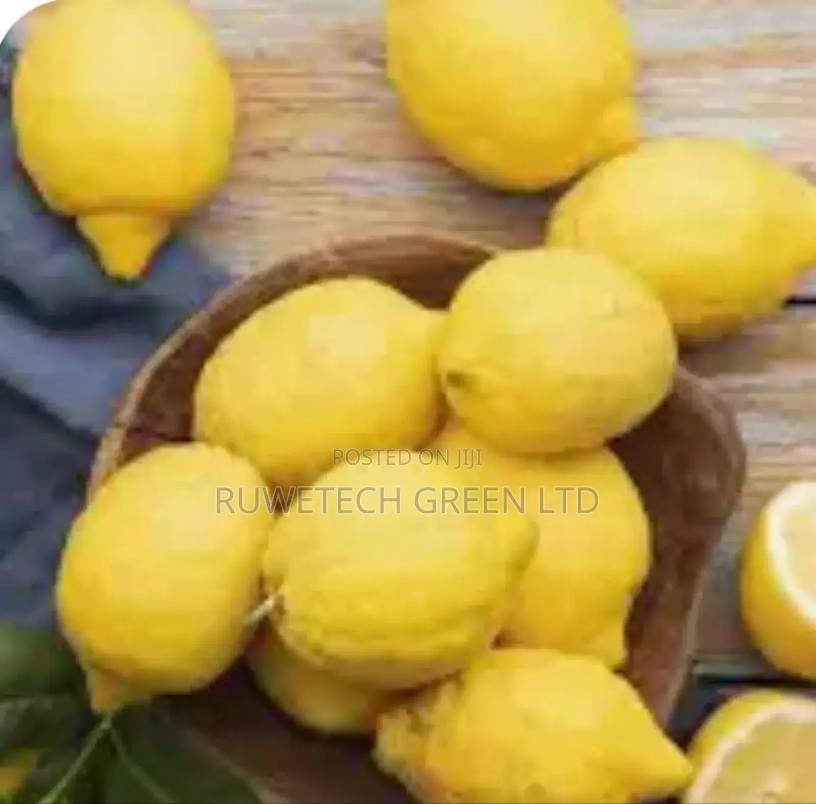 Hybrid Maya Lemon Seedlings