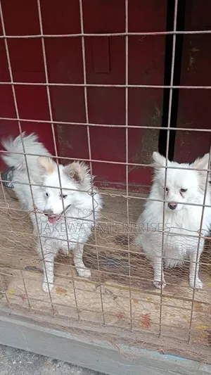 3-6 months Male Purebred Japanese Spitz