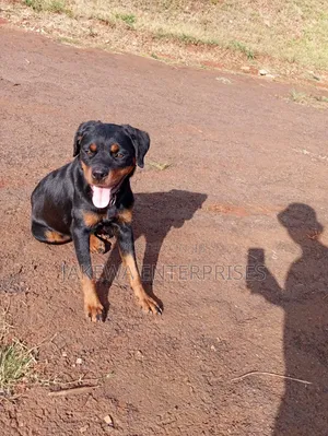 3-6 months Female Purebred Rottweiler