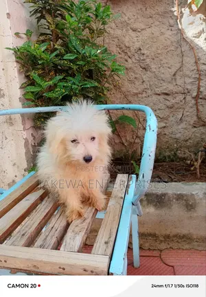 1-3 months Male Purebred Japanese Spitz