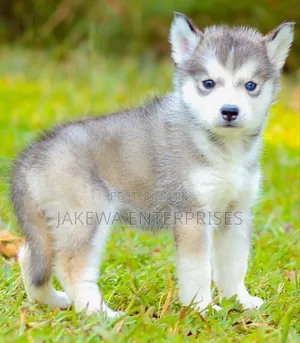 1-3 months Male Purebred Siberian Husky