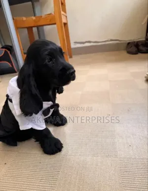 1-3 months Female Purebred Cocker Spaniel