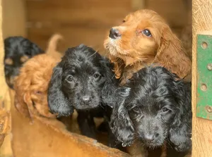 1-3 months Male Purebred Cocker Spaniel