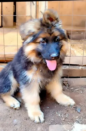 1-3 months Male Purebred German Shepherd