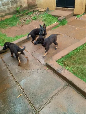 1-3 months Male Purebred German Shepherd