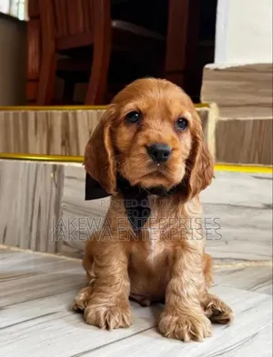 1-3 months Female Purebred Cocker Spaniel