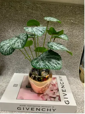 Small Decorative Decor Plants Available