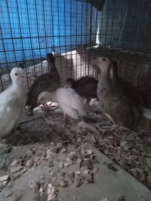 Guinea Fowl Keets Off Heat - Dotted and White Guinea Fowl