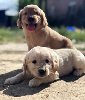 1-3 months Male Purebred Golden Retriever