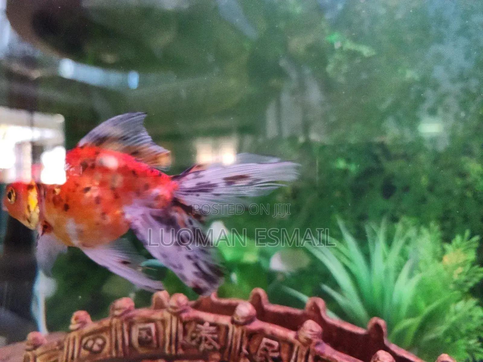 Faintail Gold Fish