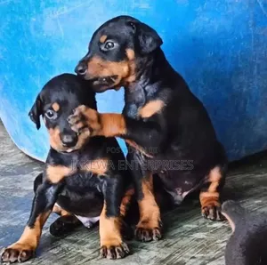 1-3 months Male Purebred Doberman Pinscher