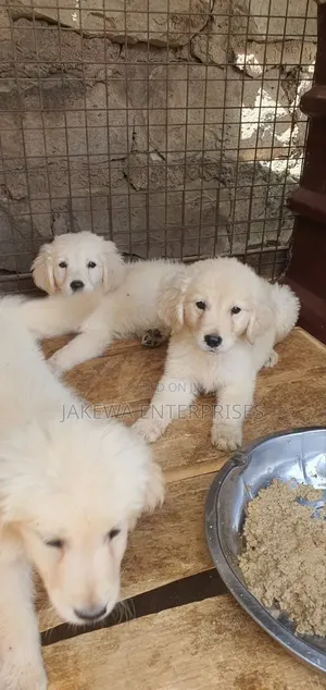 1-3 months Male Purebred Golden Retriever
