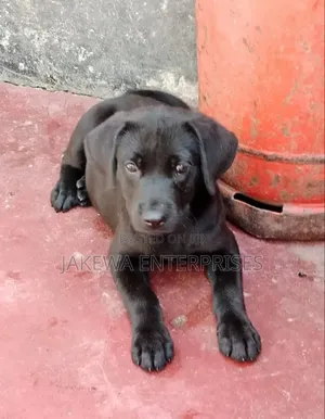 1-3 months Male Purebred Labrador Retriever