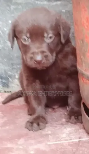1-3 months Female Purebred Labrador Retriever