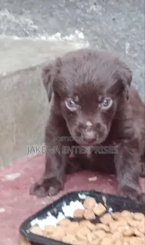 1-3 months Male Purebred Labrador Retriever