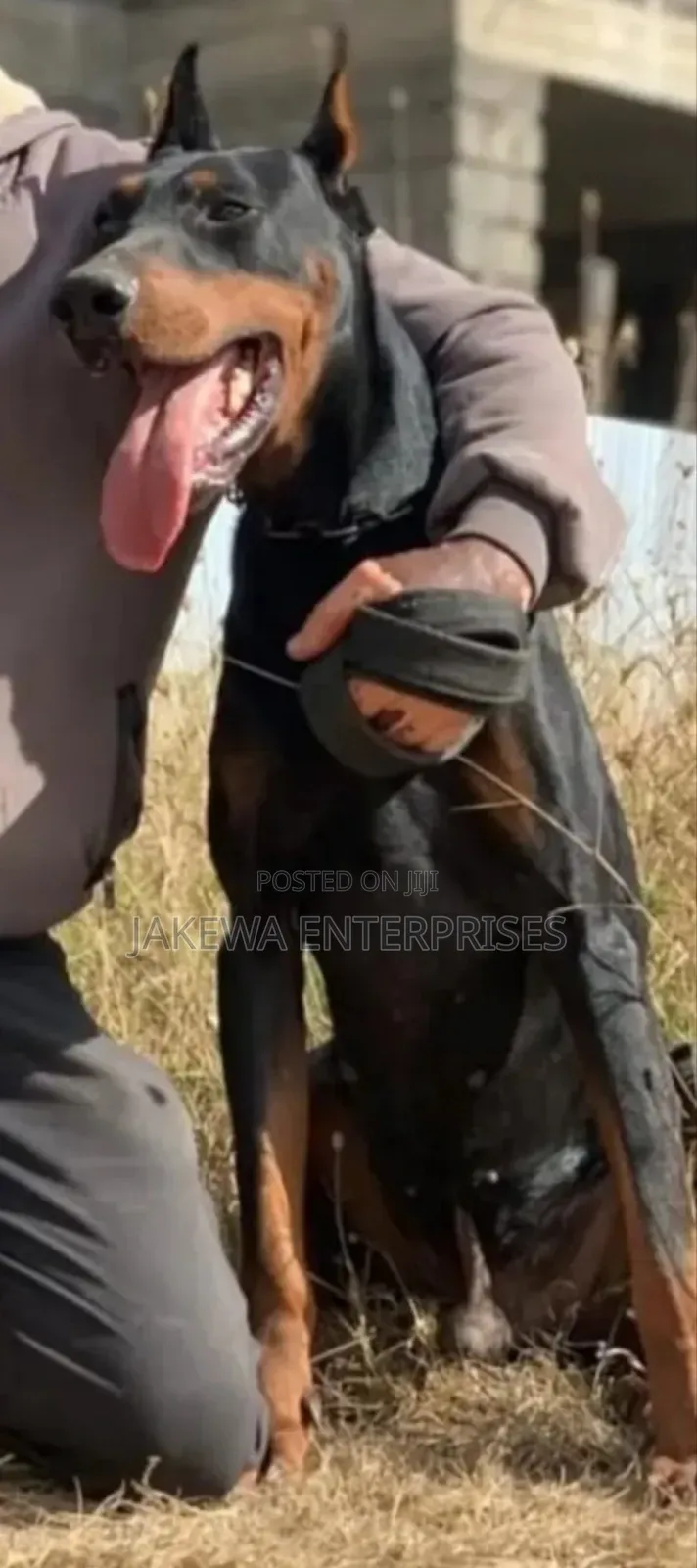 Dorbeman Pinscher STUD SERVICE Available Pedigree