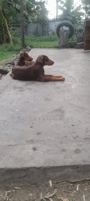 1-3 months Male Purebred Doberman Pinscher
