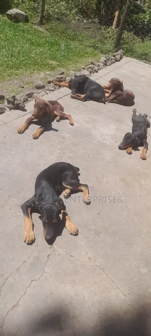 3-6 months Male Purebred Doberman Pinscher