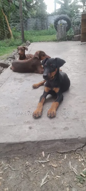 1-3 months Female Purebred Doberman Pinscher