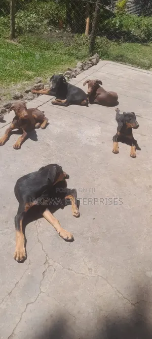 3-6 months Male Purebred Doberman Pinscher