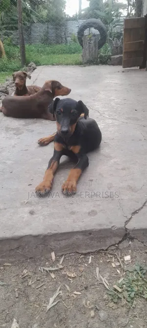 1-3 months Female Purebred Doberman Pinscher