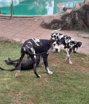 3-6 months Female Purebred Great Dane