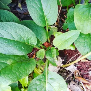 Russian Comfrey Ficus Elastica (Mafake - Kikuyu) Splits