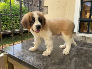 1-3 months Male Purebred Saint Bernard