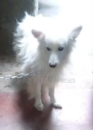 3-6 months Male Purebred Japanese Spitz