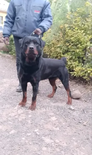 1+ year Male Purebred Rottweiler