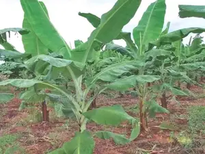 Bananas Seedlings