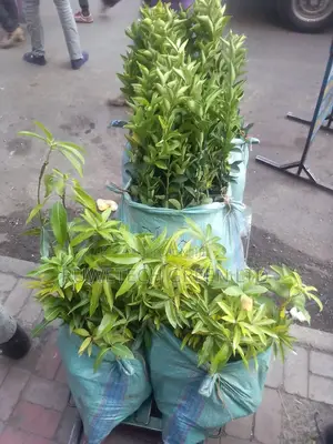 Fruit Seedlings Delivery