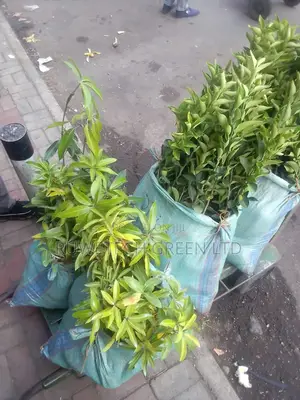 Fruit Seedlings Delivery