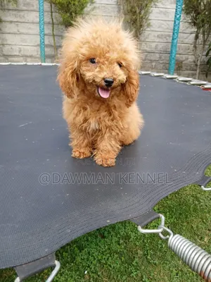 1-3 months Male Purebred Poodle