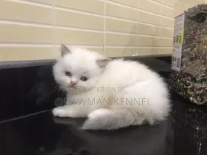 1-3 months Male Purebred Ragdoll