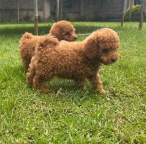 1-3 months Male Purebred Poodle