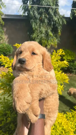 1-3 months Male Purebred Golden Retriever