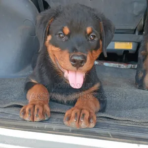1-3 months Male Purebred Rottweiler