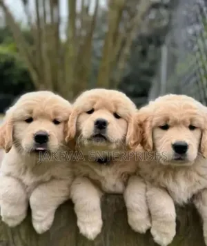 1-3 months Male Purebred Golden Retriever