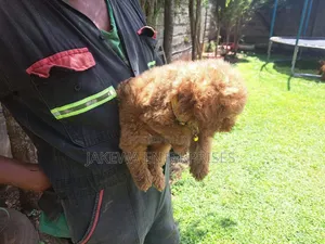 1-3 months Male Purebred Poodle