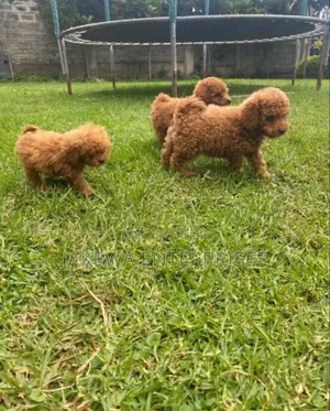 1-3 months Male Purebred Poodle
