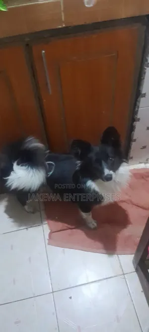 6-12 months Male Purebred Japanese Spitz