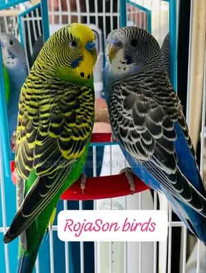 Budgies Birds