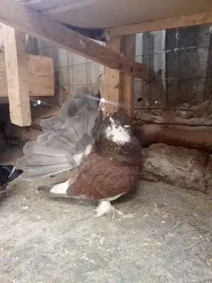 Fantails Pigeons
